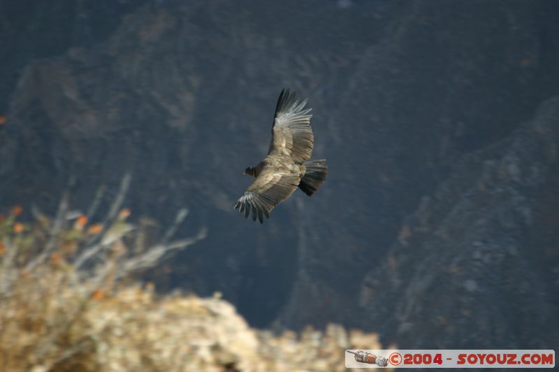 Canyon del Colca - Condor
Mots-clés: peru animals oiseau condor