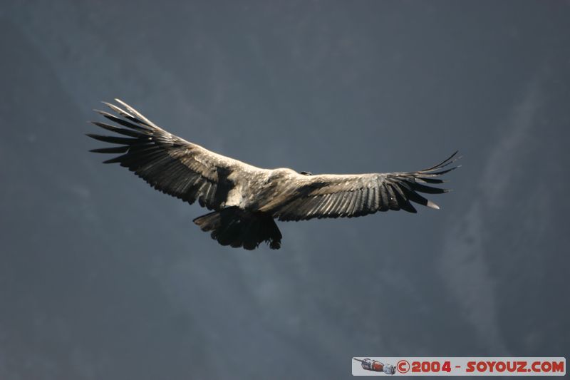 Canyon del Colca - Condor
Mots-clés: peru animals oiseau condor