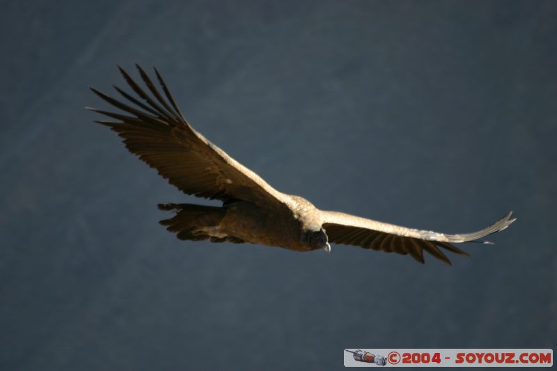 Canyon del Colca - Condor
Mots-clés: peru animals oiseau condor