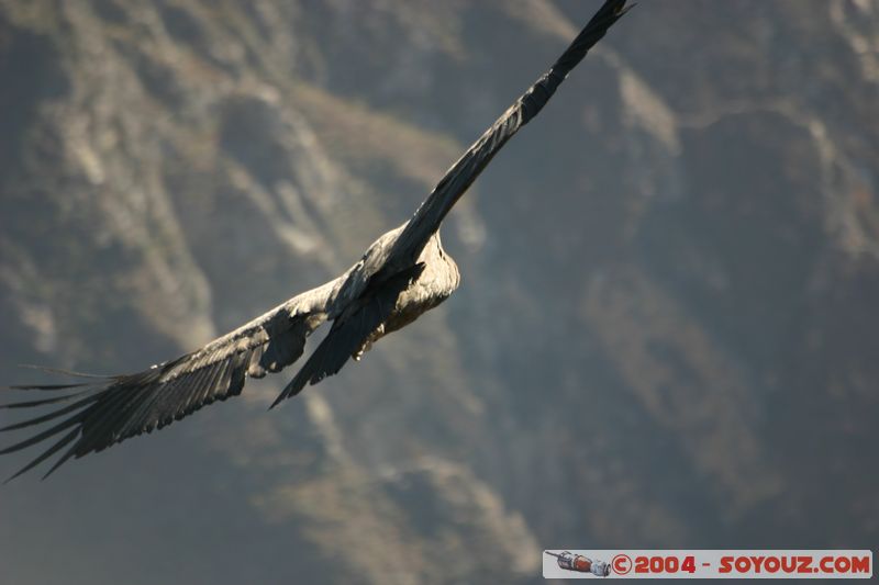 Canyon del Colca - Condor
Mots-clés: peru animals oiseau condor