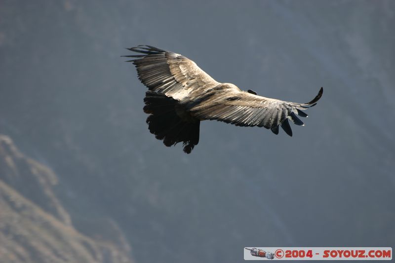 Canyon del Colca - Condor
Mots-clés: peru animals oiseau condor