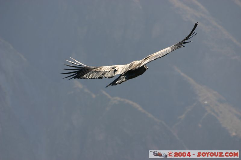 Canyon del Colca - Condor
Mots-clés: peru animals oiseau condor