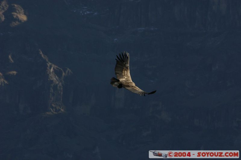 Canyon del Colca - Condor
Mots-clés: peru animals oiseau condor