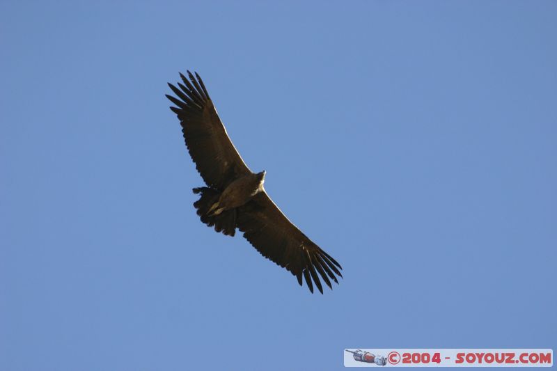 Canyon del Colca - Condor
Mots-clés: peru animals oiseau condor
