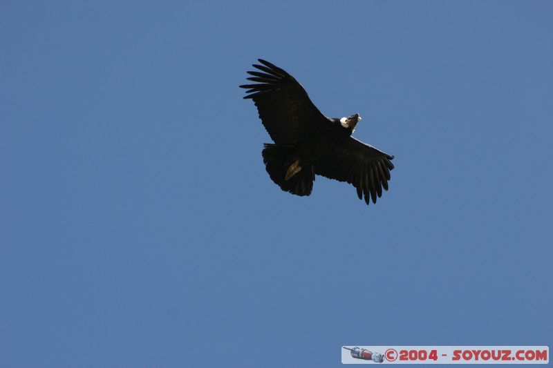 Canyon del Colca - Condor
Mots-clés: peru animals oiseau condor
