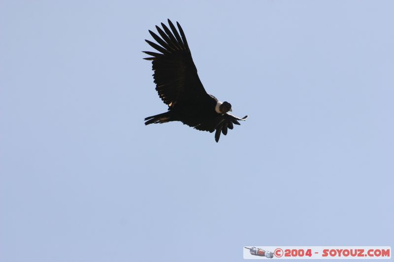 Canyon del Colca - Condor
Mots-clés: peru animals oiseau condor