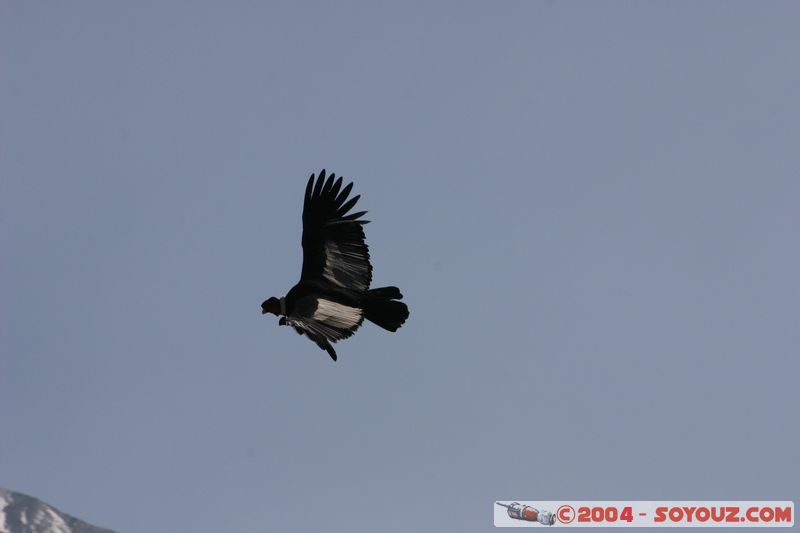 Canyon del Colca - Condor
Mots-clés: peru animals oiseau condor