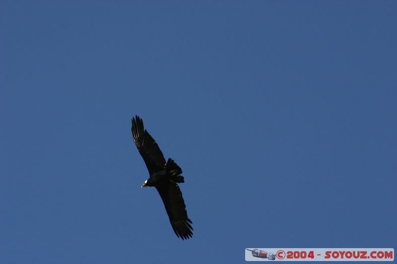 Canyon del Colca - Condor
Mots-clés: peru animals oiseau condor
