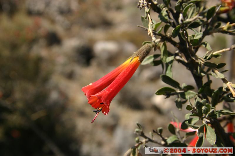 Canyon del Colca - Fleur
Mots-clés: peru fleur