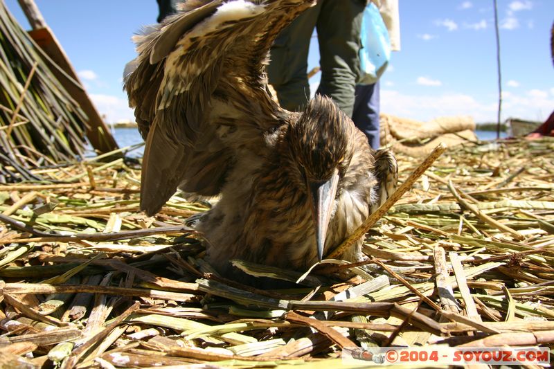 Lago Tititaca - Islas Flotantes de los Uros
Mots-clés: peru animals oiseau Roseau