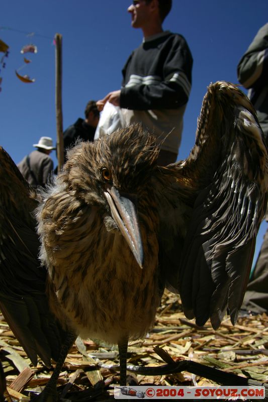 Lago Tititaca - Islas Flotantes de los Uros
Mots-clés: peru animals oiseau Roseau