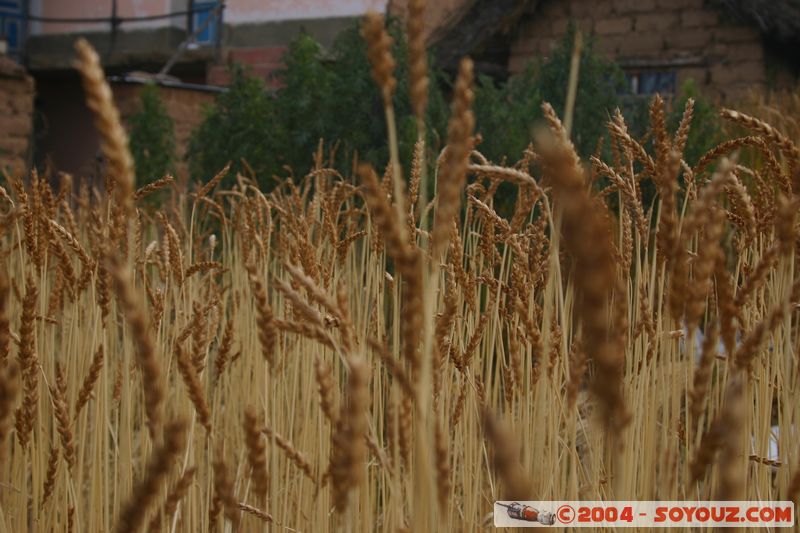 Lago Titicaca - Isla Amantani - Cultures
Mots-clés: peru Ble