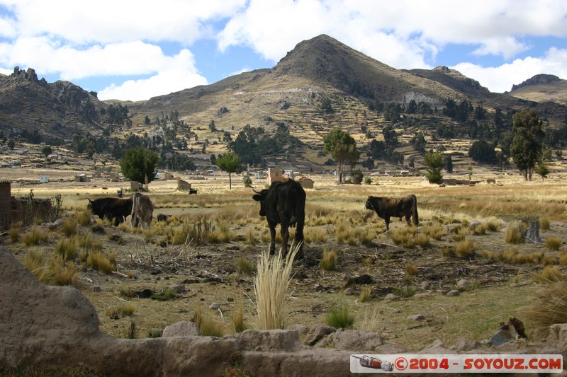 Lac Titicaca - Bahia de Copacabana
Mots-clés: animals vaches