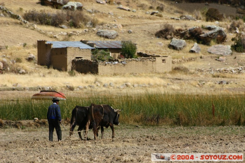 Lac Titicaca - Bahia de Copacabana - Paysans
Mots-clés: animals vaches