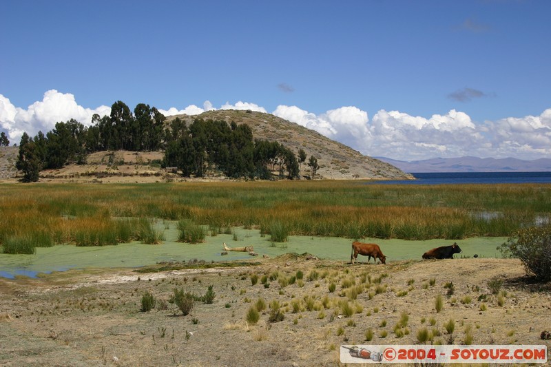 Lac Titicaca - Bahia de Copacabana
Mots-clés: Lac