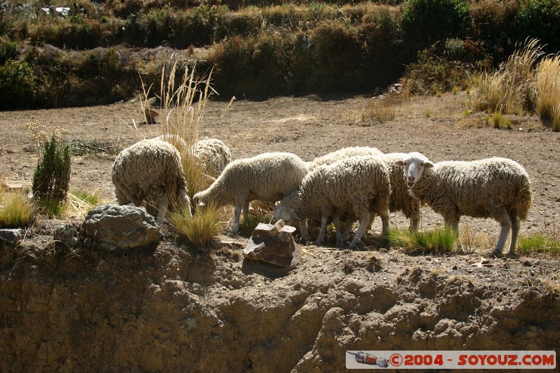 Lac Titicaca - Bahia de Copacabana - Moutons
Mots-clés: animals Mouton