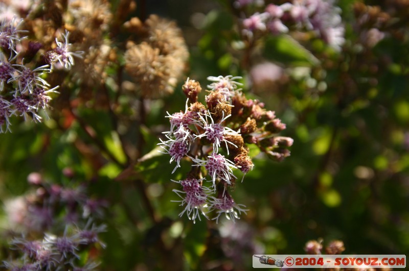 Isla del Sol
Mots-clés: fleur
