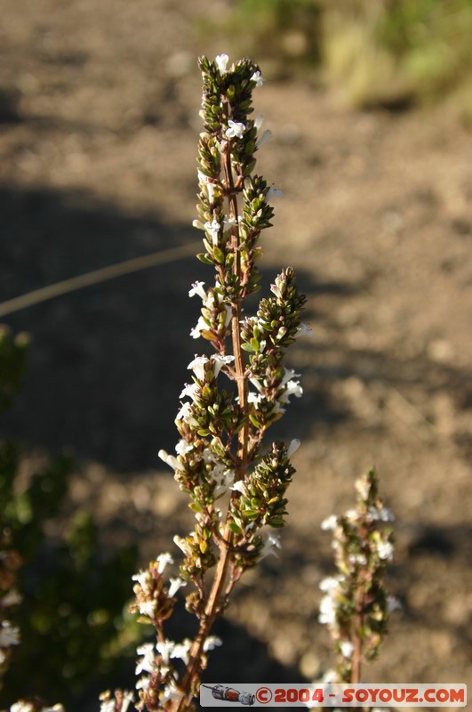 Isla del Sol
Mots-clés: fleur