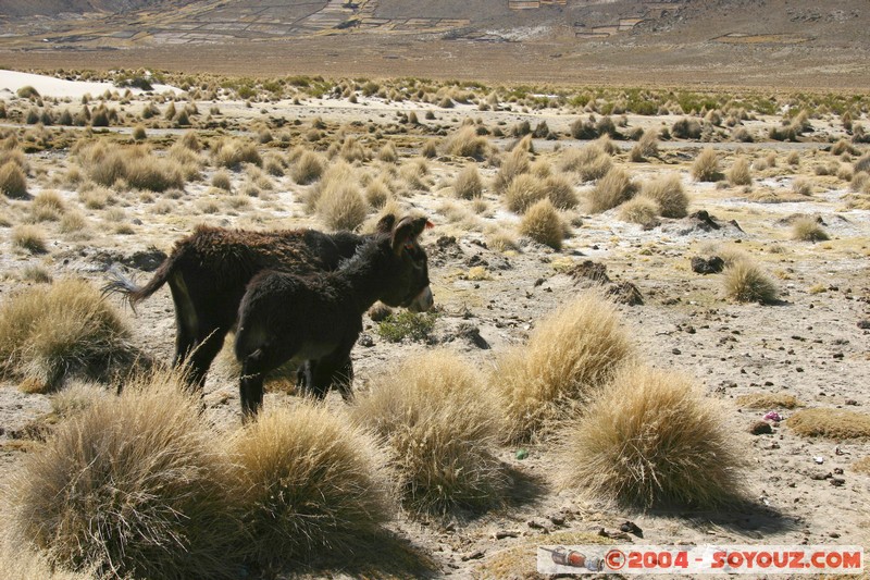 Ruta Potosi - Uyuni - Ane
Mots-clés: animals ane