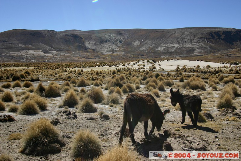 Ruta Potosi - Uyuni - Ane
Mots-clés: animals ane