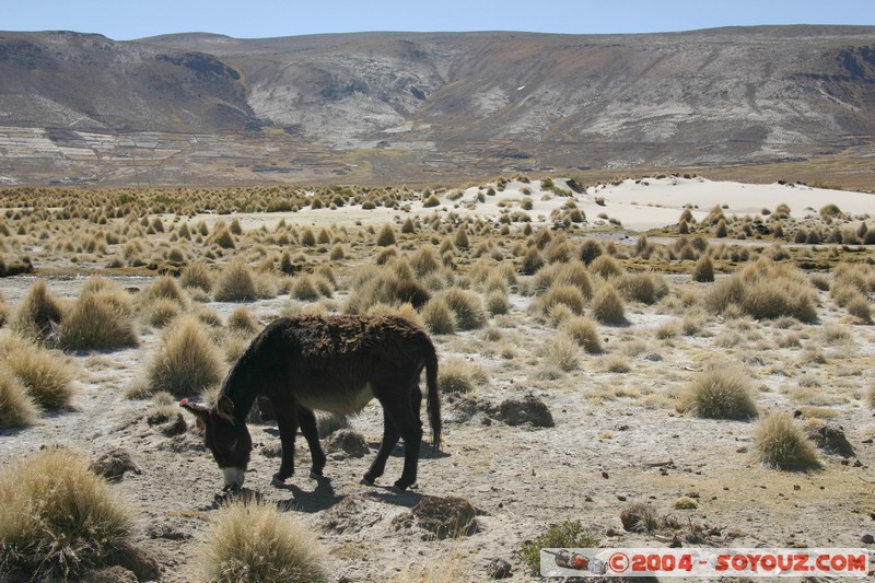 Ruta Potosi - Uyuni - Ane
Mots-clés: animals ane