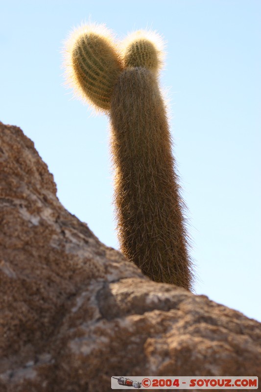 Isla Pescado - Cardons (cactus)
Mots-clés: plante cactus