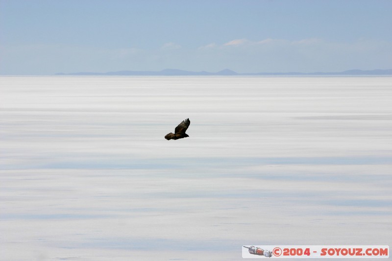 Isla Pescado (or Incahuasi) - Aigle
Mots-clés: animals oiseau Aigle