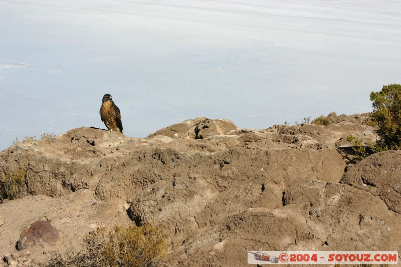 Isla Pescado (or Incahuasi) - Aigle
Mots-clés: animals oiseau Aigle
