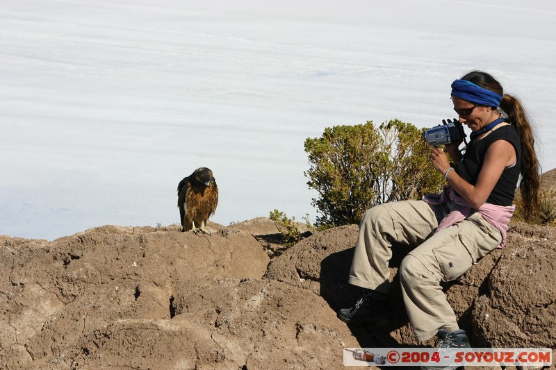 Isla Pescado (or Incahuasi) - Aigle
Mots-clés: animals oiseau Aigle