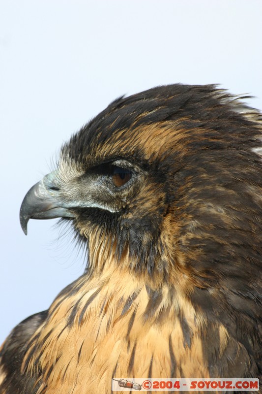 Isla Pescado (or Incahuasi) - Aigle
Mots-clés: animals oiseau Aigle