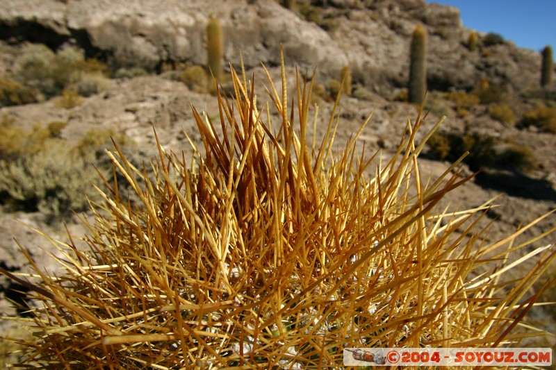 Isla Pescado (or Incahuasi)
