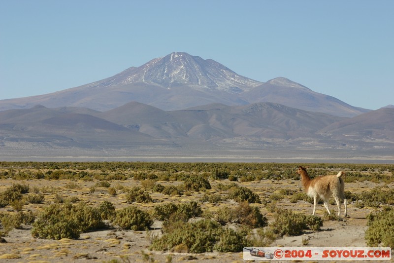 Salar Chiguana - Lama
Mots-clés: volcan animals Lama