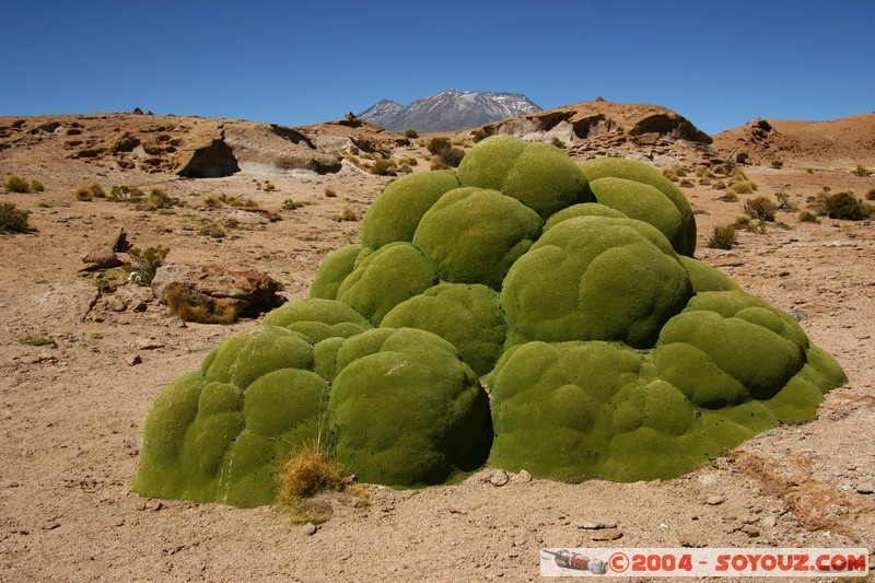 zone du Volcan Ollague - Yareta
Mots-clés: plante yareta