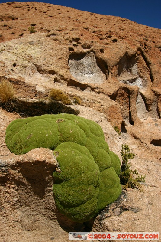 zone du Volcan Ollague - Yareta
Mots-clés: plante yareta