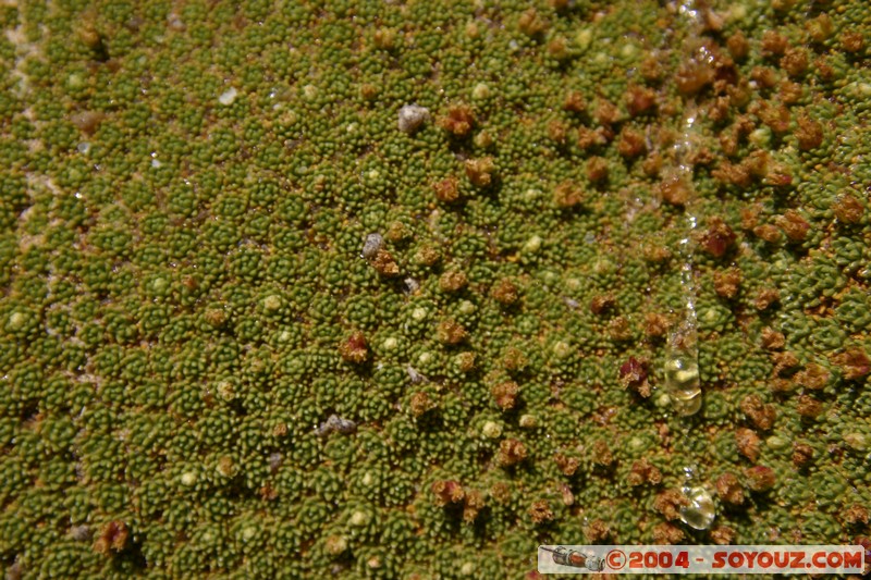 zone du Volcan Ollague - Yareta
Mots-clés: plante yareta