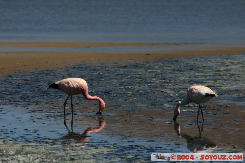Laguna Canapa - Flamenco Andino
Mots-clés: animals oiseau flamand rose
