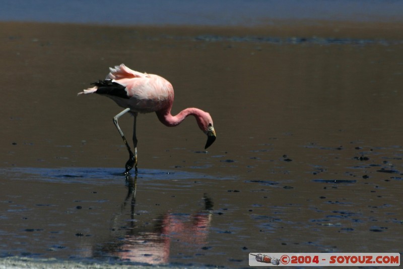 Laguna Canapa - Flamenco Andino
Mots-clés: animals oiseau flamand rose