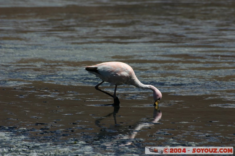Laguna Canapa - Flamenco Andino
Mots-clés: animals oiseau flamand rose