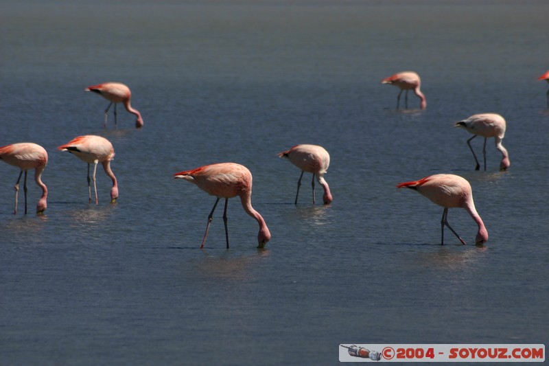 Laguna Canapa - Flamenco Andino
Mots-clés: animals oiseau flamand rose
