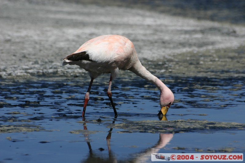 Laguna Canapa - Flamenco Andino
Mots-clés: animals oiseau flamand rose