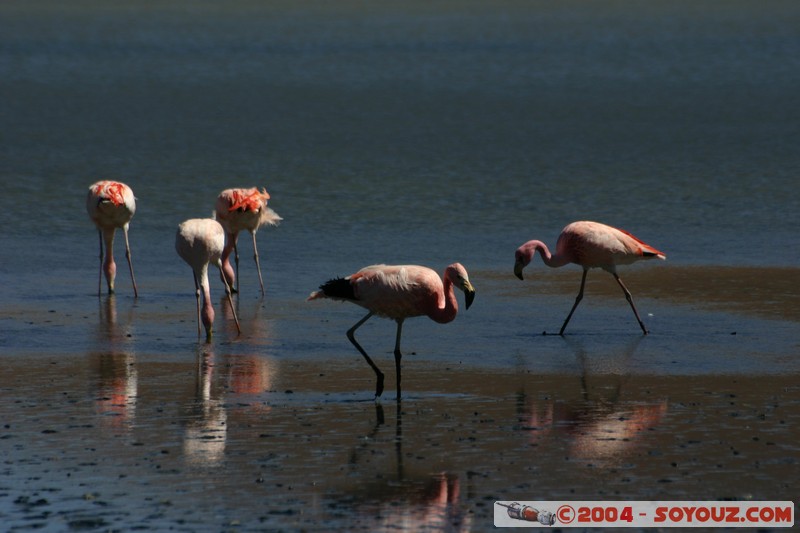 Laguna Hedionda - Flamenco de James
Mots-clés: animals oiseau flamand rose