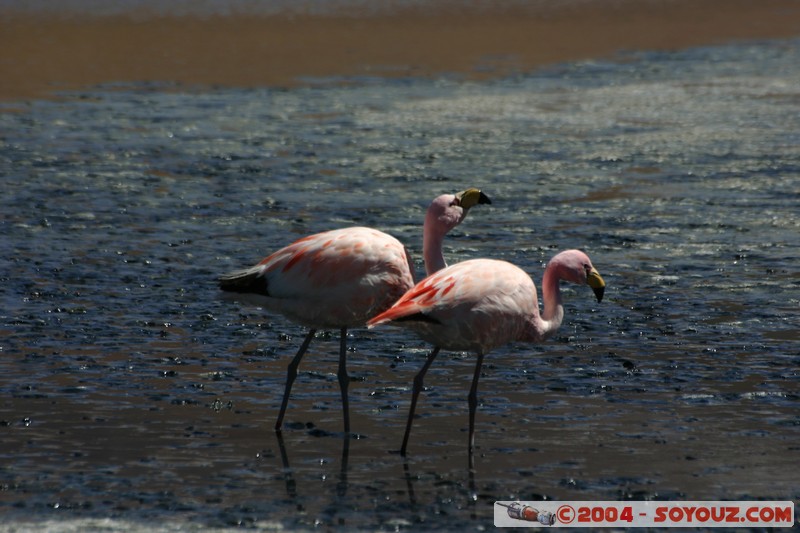 Laguna Hedionda - Flamenco de James
Mots-clés: animals oiseau flamand rose