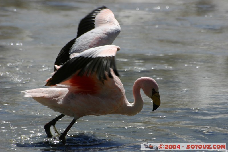 Laguna Hedionda - Flamenco de James
Mots-clés: animals oiseau flamand rose