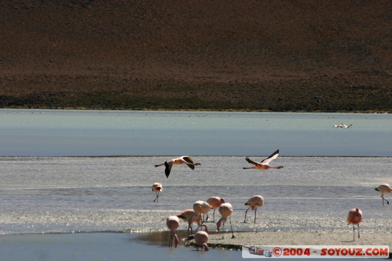 Laguna Hedionda - Flamenco de James
Mots-clés: animals oiseau flamand rose