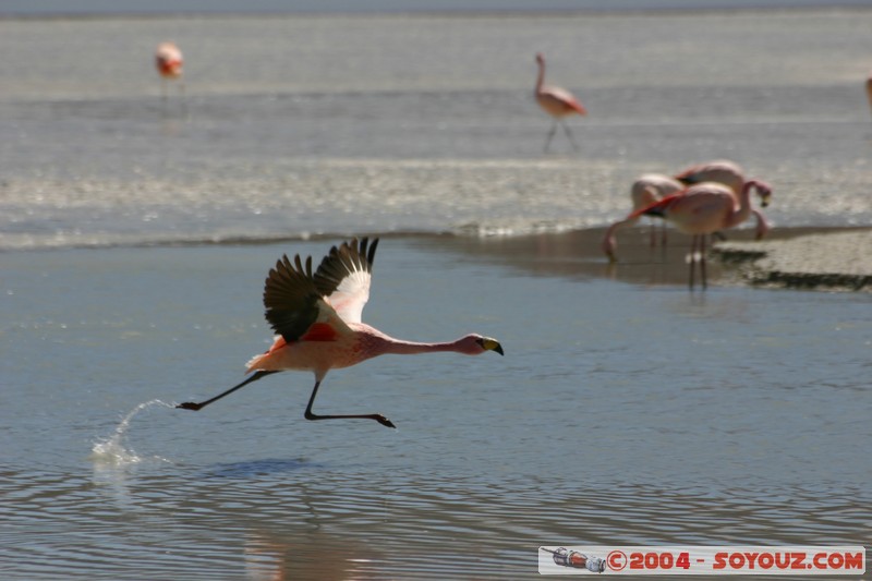 Laguna Hedionda - Flamenco de James
Mots-clés: animals oiseau flamand rose