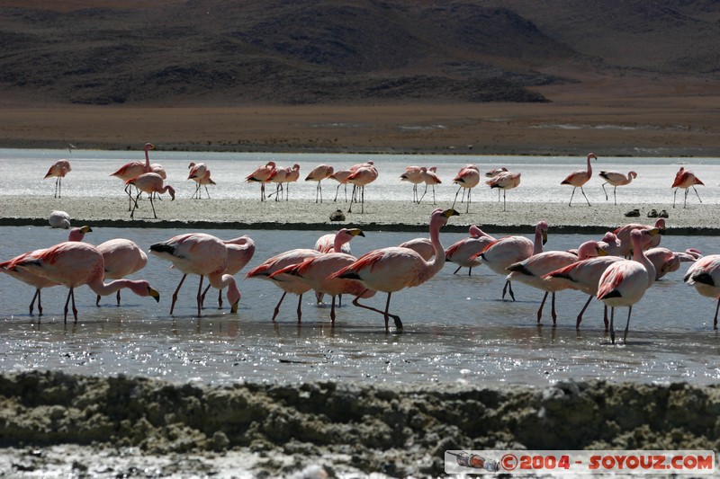Laguna Hedionda - Flamenco de James
Mots-clés: animals oiseau flamand rose