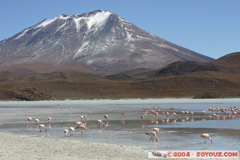 Laguna Hedionda - Flamenco de James
Mots-clés: animals oiseau flamand rose