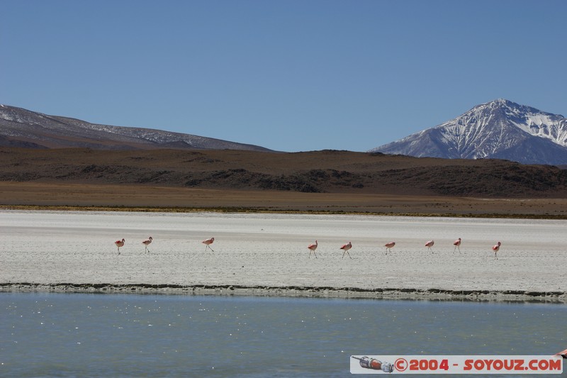 Laguna Hedionda - Flamenco de James
Mots-clés: animals oiseau flamand rose