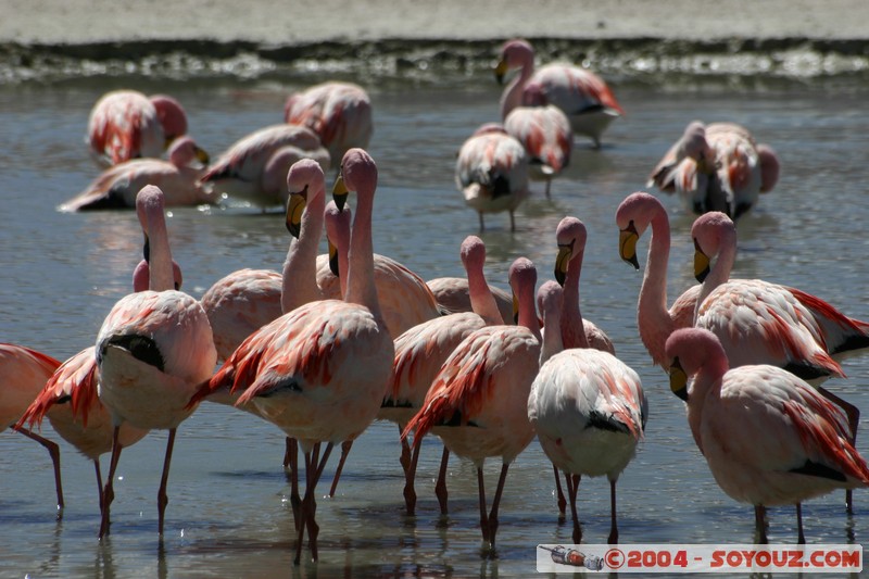 Laguna Hedionda - Flamenco de James
Mots-clés: animals oiseau flamand rose