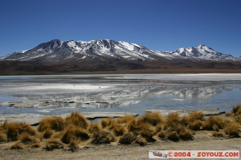 Laguna Hedionda
Mots-clés: animals oiseau flamand rose